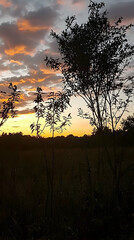Fototapeta premium Vibrant sunset over a field, silhouetted trees, peaceful countryside evening. Perfect for travel, nature, or serenity themes
