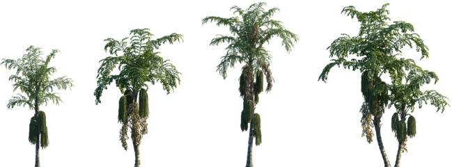 Set of Caryota urens and Caryota mitis frontal palms set isolated png on a transparent background perfectly cutout