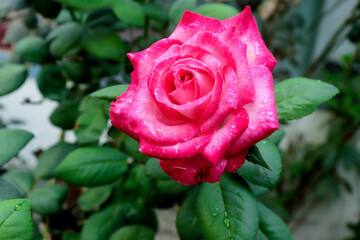 pink rose in garden