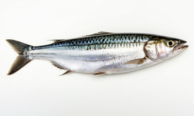 Fototapeta premium A fish lying down on a white surface