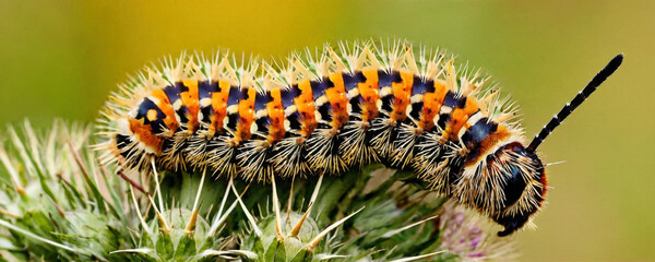 Fototapeta premium A close-up shot of a caterpillar sitting on a colorful flower