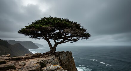 Resilient Windswept Tree on Rugged Cliff with Dramatic Overcast Sky