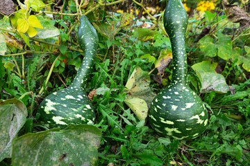 Unique green gourds growing in a garden surrounded by lush foliage during autumn