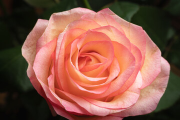 Pink rose flower close up, background, texture