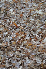 Hojas secas de otoño en tonos marrón claro, plano general y detalle con textura natural