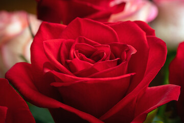 Red rose flower close up, background, texture