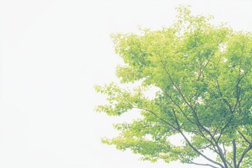 Obraz premium Light-toned, softly focused view of a leafy tree against a pale, cloudy sky. Branches and foliage are gently highlighted, creating a tranquil and airy scene