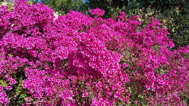 Ampfield Hampshire England UK. 23.04.2025. Video. Beautiful and in full bloom an Azalea Indica Formosa shrub in the Harold Hillier garden in Amptfield Hampshire UK.