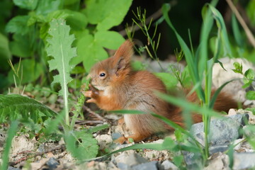 Cute little baby Sciurus vulgaris aka european red squirrel on the ground. 