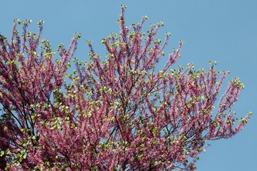 pink flowers of decorative tree Malus purpurea at spring