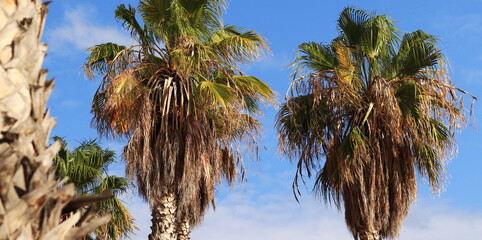 Beautiful palm trees with green leaves against the sky. Tropical tree. Palm leaves. Nature and...