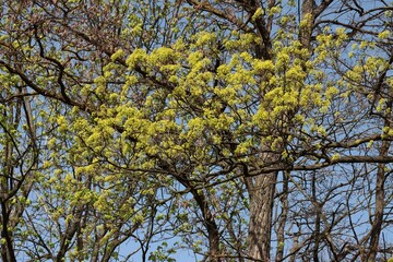 maple tree blooming at spring at spring