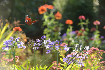 Schmetterling 1169 © K.-U. Häßler