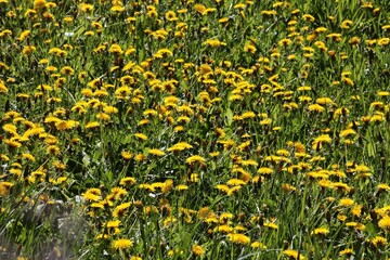 meadow and blossoming yellow dandelion at spring