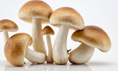 Fototapeta premium A cluster of diverse fungi species arranged on a clean, flat background