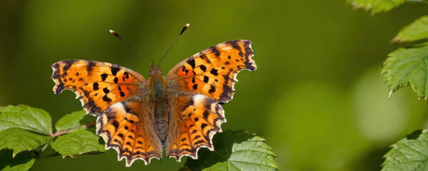 Obraz premium A small orange butterfly perches on a leaf, showcasing its vibrant color and delicate features