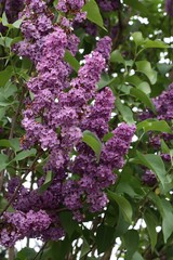 Lila flowers of Lilac bush at spring
