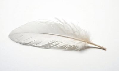 Obraz premium A single white feather lies flat on a white surface, perfect for minimalist designs or abstract compositions