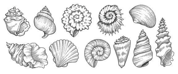Seashells vector set. Hand drawn illustrations of engraved line. Collection of realistic sketches various mollusk sea shells different forms on white background
