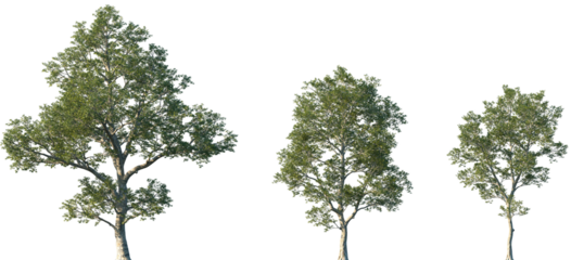 Set of Quercus laevis (the turkey oak) frontal set street trees isolated png on a transparent background perfectly cutout