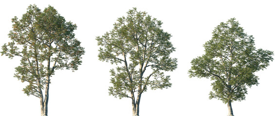 Set of Quercus laevis (the turkey oak) frontal set street trees isolated png on a transparent...