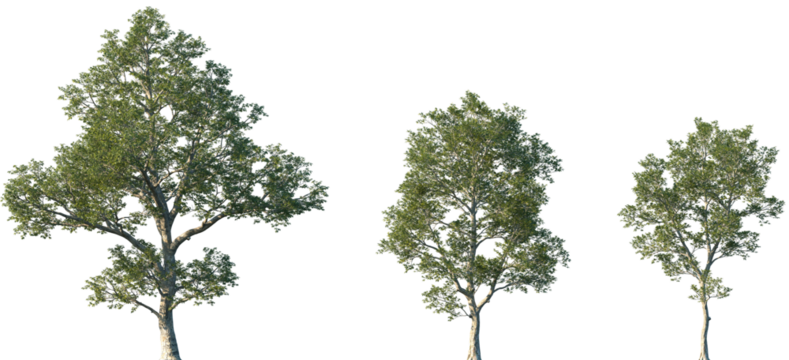 Set of Quercus laevis (the turkey oak) frontal set street trees isolated png on a transparent background perfectly cutout - Powered by Adobe
