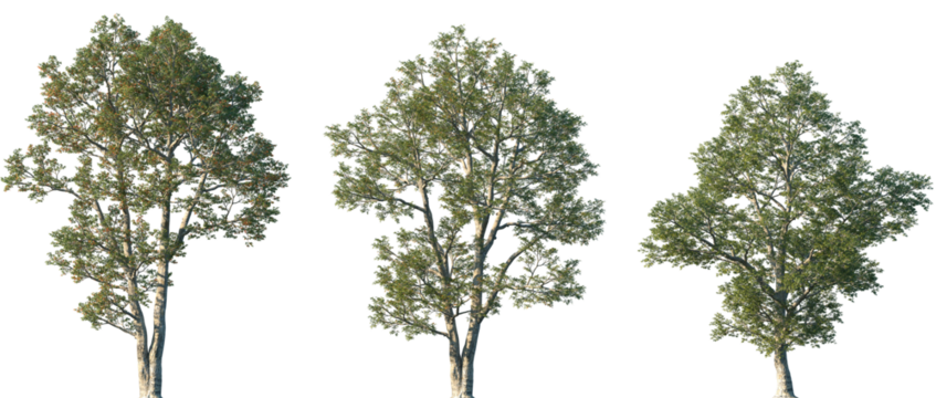 Set of Quercus laevis (the turkey oak) frontal set street trees isolated png on a transparent background perfectly cutout