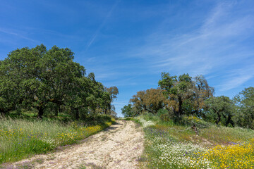 Dirt road winding through cork oak trees and wildflowers in springtime, Alentejo, Portugal – serene rural landscape bathed in natural light.