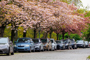 Scenic bright view row parked cars on busy city street in European city Magdeburg with blooming pink cherry trees alley background.. Sidewalk parallel side parking full of vehicles traffic jam