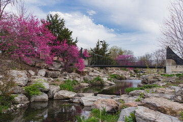 Obraz premium Pink redbud trees bloom in Missouri, brightening the spring landscape.