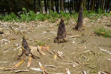 竹の子 春の食材