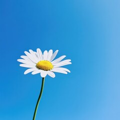 Daisy in a blue sky