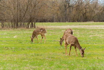 White-tailed Deer Feeding In An Urban Field In Spring In Wisconsin