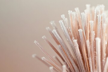 Close-up of frost-covered plant stalks, delicate and intricate, showcasing winter's beauty.
