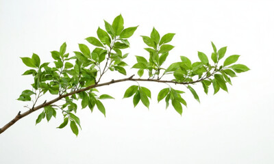 Fototapeta premium A single tree branch with green leaves photographed against a bright white sky