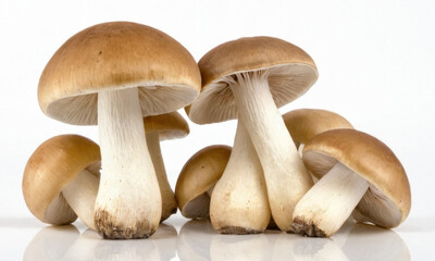 A collection of various mushrooms sitting on a white surface, ideal for use in science, nature, or fantasy contexts