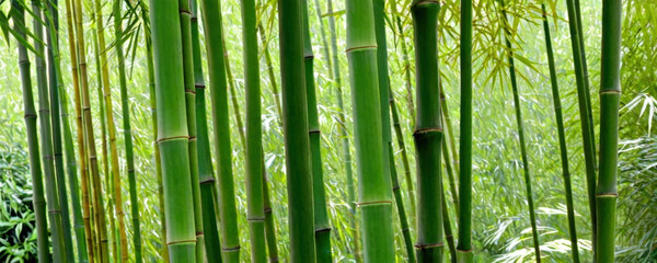 Fototapeta premium Image of a group of tall bamboo trees standing in a dense forest
