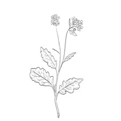 Drawing sketch style illustration of a on isolated background done in black and white line art.