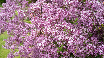 My secret garden flowers 2025