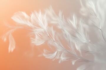 Fototapeta premium Delicate white feathers in soft, muted colors.