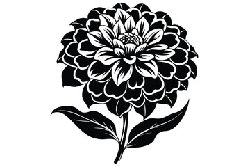 Exquisite black and white Dahlia blossom displays intricate petal layers with stem and leaves