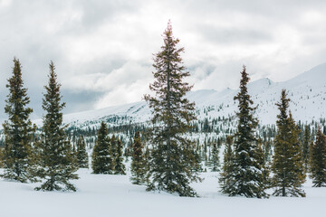 Fototapeta premium Snow-covered trees in the Denali landscape of Alaska.