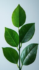 Fototapeta premium Close-up of vibrant green leaves (1)