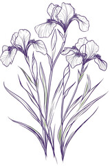 Elegant Line Art Drawing of Three Iris Flowers