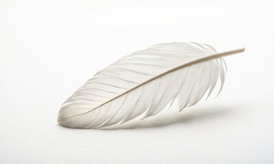 A single white feather sits on a white background