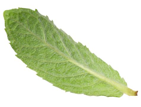 Back side of green mint leaf on isolated background