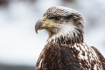 The profile of a young bald eagle stands out in the harbor, in a port town of Alaska.