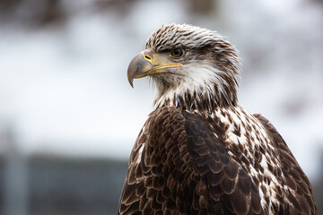 A young bald eagle perches near the harbor in Alaska.