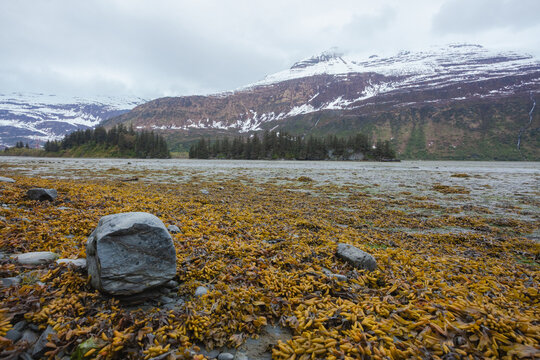 Rocks and kelp line the shore of a mountain bay in Alaska.