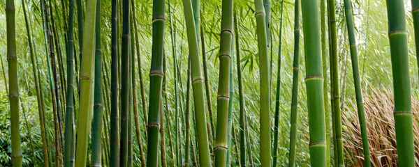 Photography of bamboo grove in dense forest, great for nature and travel images